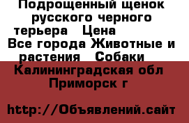 Подрощенный щенок русского черного терьера › Цена ­ 35 000 - Все города Животные и растения » Собаки   . Калининградская обл.,Приморск г.